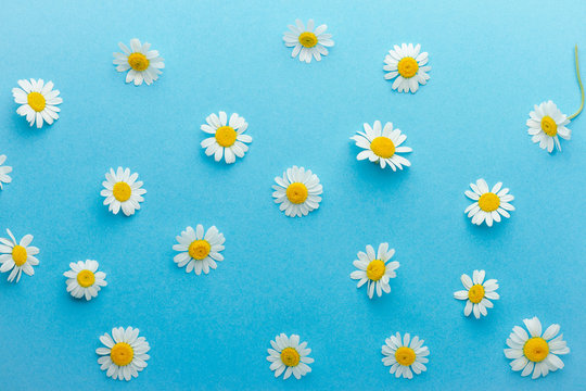 Chamomile flowers composition on blue background