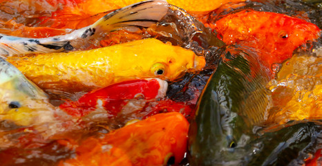 Multi-colored carps fish swim on the surface of the water
