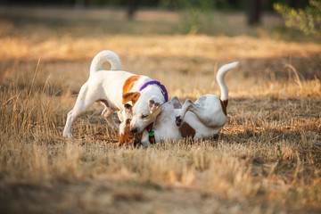 dogs playing puppies jack russell terrier 