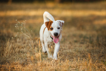 dog walking jack russell terrer puppy 