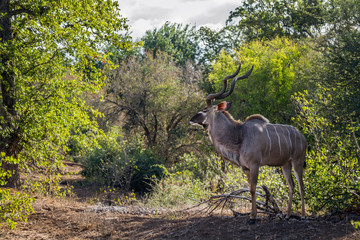 Greater kudu male in green savannah in Kruger National park, South Africa ; Specie Tragelaphus strepsiceros family of Bovidae