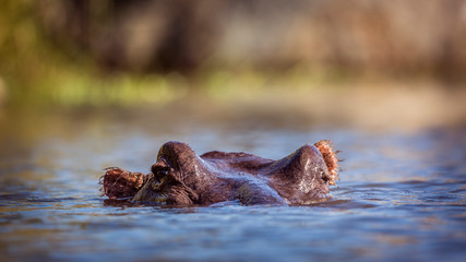 Hippopotamus head in water surface level in Kruger National park, South Africa ; Specie Hippopotamus amphibius family of Hippopotamidae