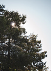 Pine tree backlight. Sunrise and blue sky background.
