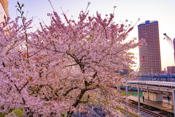 川崎の桜