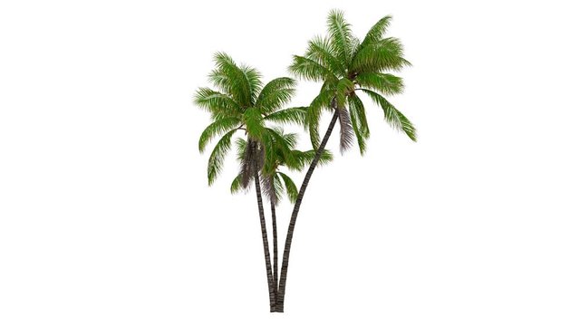 Palm tree at a white background. Natural background.