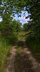 path in the forest