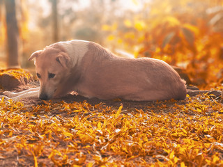 An innocent looking puppy on the grassland under the evening sunshine.