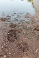 Dog footprints in the sand and after a rainy day.  Reflections on the water.
