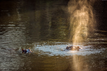 Hippopotamus female with baby blowing air in backlit in Kruger National park, South Africa ; Specie...