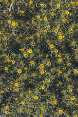 Yellow flowers meadow top view, background of flowers