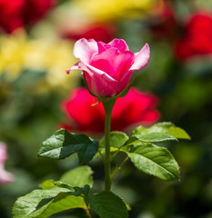 Beautiful pink rose in the park.