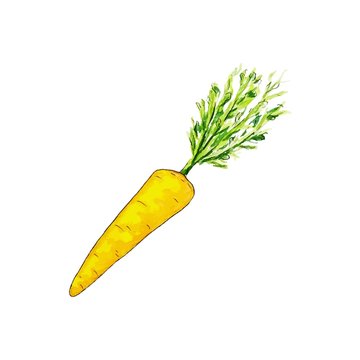 Watercolor hand drawn isolated carrot on white background. Tracing vector illustration, vegetarian food, vegetables, yellow carrots, dietary product, food