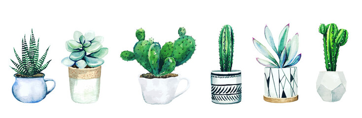 Set of six potted cactus plants and succulents, hand drawn vector