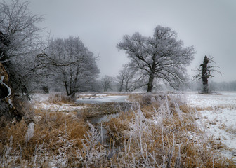 Obraz na płótnie Canvas Sylwetki drzew zimą, śnieg, szadź, mgła