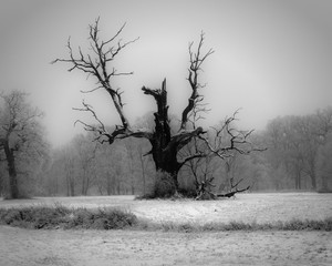 Sylwetki drzew zimą, śnieg, szadź, mgła