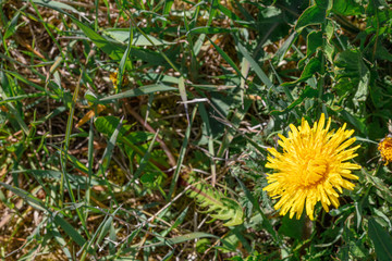 Yellow dandelion on a green grass background