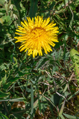 Yellow dandelion on a green grass background