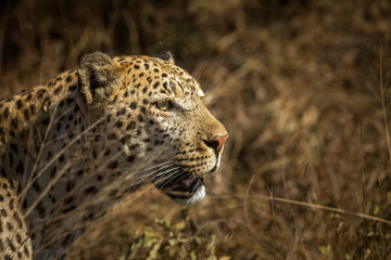 Leopard portrait isolated in natural background in Kruger National park, South Africa ; Specie Panthera pardus family of Felidae