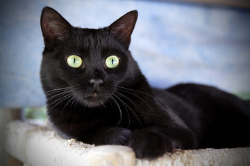 The black cat © Michela