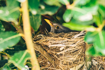 Close up of nest inside green bush.  Bird nesting . Black bird Kos with orange bill sitting on eggs in nest inside green tree. Spring is here. Bird in wildlife. Birds from backyard. Turdus merula