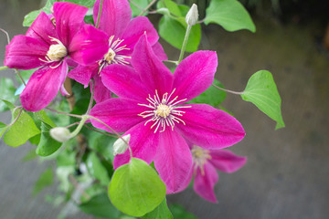 Clematis