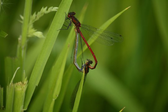 Close-up Of Damselflies Mating On Plant