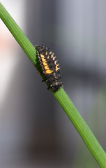 Marienkäfer - Larve