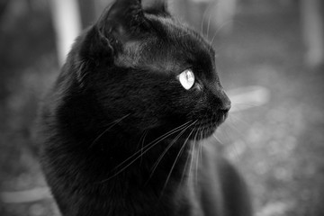 The black cat © Michela