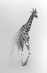 Schilderijen op glas giraffe african national park wildlife animals © Effect of Darkness
