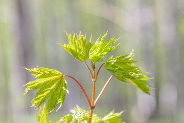 A close-up of young bright green maple leaves on a blurry green background. Sunny spring day.