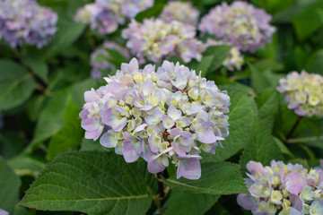 Hydrangea Bloom