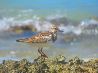 Un oiseau brun sur les rochers en bord de mer