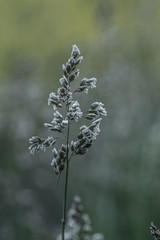 kwitnąca trawa na polu