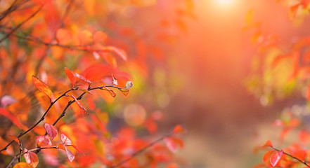 bright autumn nature background. red-orange fall leaves. autumn season concept. copy space.