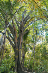 Fototapeta premium Gran árbol en medio del bosque