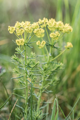 ciekawe i piękne rośliny na zielonej łące