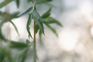 View of a willow branch with young leaves on a blurry background with bokeh.