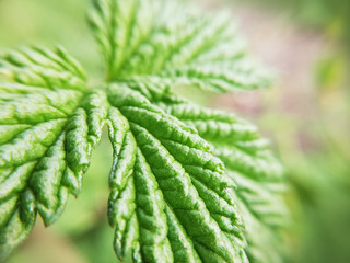 Beautiful green leaf, hops leaf, macro texture. Beautiful leaf texture in nature. Natural background, copy space. Desktop wallpapers, postcard.