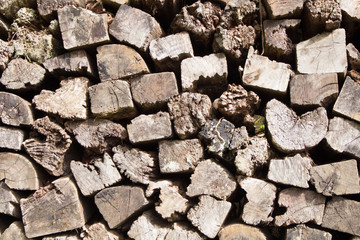 Closeup of tree trunks in nature.