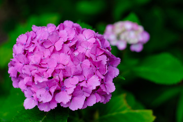 pink hydrangea