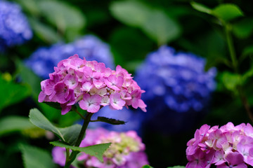 pink hydrangea flowers