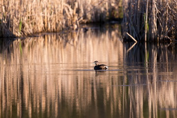 Side view of pied-billed grebe in spring plumage floating in tranquil lake bordered by reeds during an spring early morning golden hour, Léon-Provancher Marsh, Neuville, Quebec, Canada