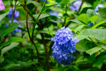 blue hydrangea in the garden