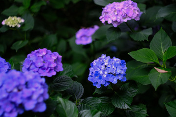 purple and blue hydrangea in the garden