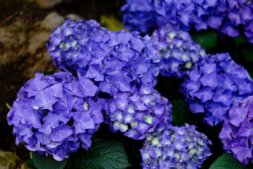 purple hydrangea flowers