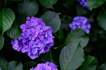 violet hydrangea in the garden