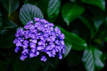 purple hydrangea flowers