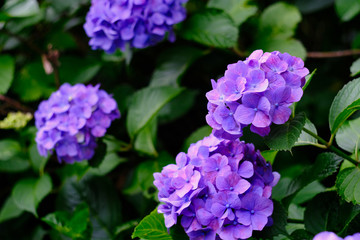 purple hydrangea flowers