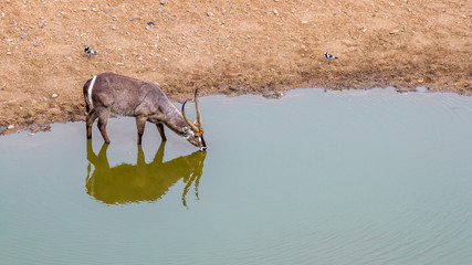 Common Waterbuck drinking in waterhole with reflection in Kruger National park, South Africa ; Specie Kobus ellipsiprymnus family of Bovidae
