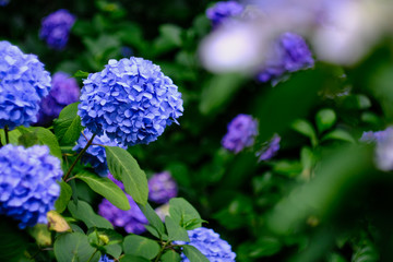 blue hydrangea flowers